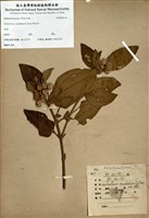 藏品(野牡丹)的圖片